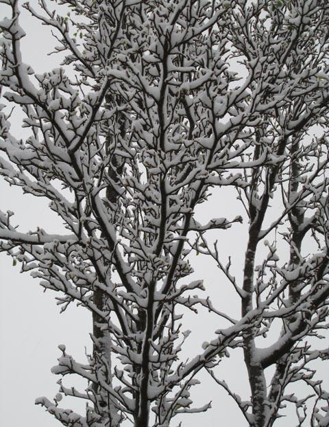Esme Rennie's pretty snow-covered branches in Laverstock.