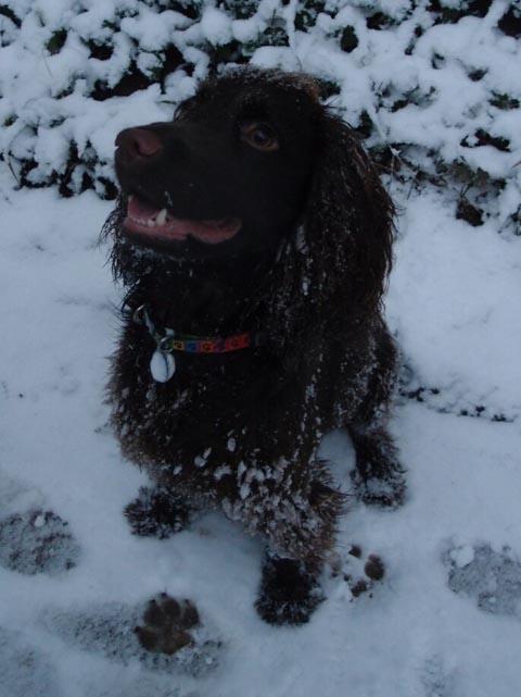 Anne Wheatley's dog Bruce had a great time in the snow.