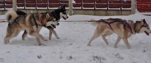 Huskies doing what they do best. Picture by Tracy Hart.