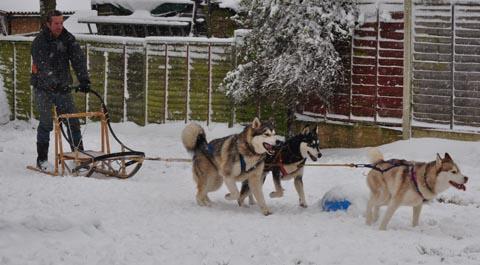 Chris Hannan on a sled being pulled by huskies. By Tracy Hart.