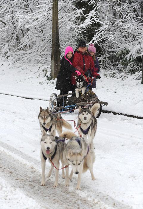 Siberian huskies Ash, Zia, Molly and Nikita take advantage of the wintery weather to take Joanne Wilkinson, daughter Lucy and her friend Emily Johnson for a sled ride. Taken by Shane Wilkinson.