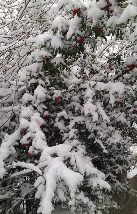 Snow-covered berries in West Harnham. Taken by Olivia Thomson.