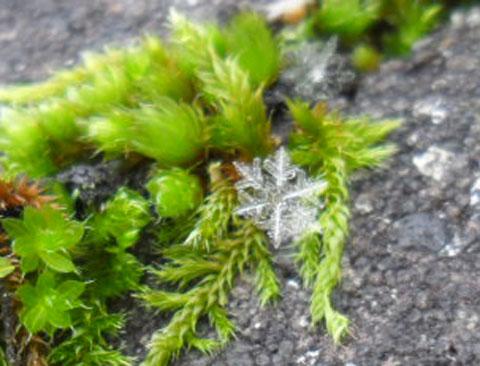 Evie Mobley Down, 14, sent us this incredible picture of snowflakes caught on moss.