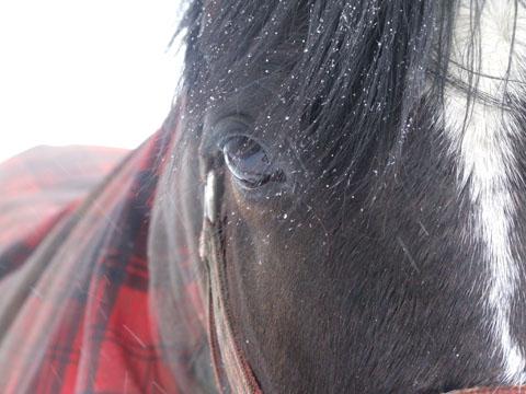 Grace Seaman sent this picture of a horse braving the cold.