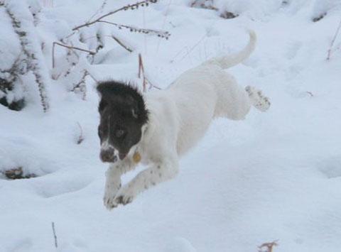 Dot Wagg sent this picture of her dog enjoying the snow in Woodgreen.