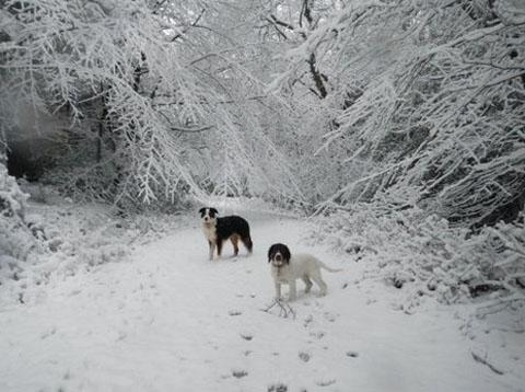 Here's Dot Wagg's dogs enjoying a snowy walk in Woodgreen.