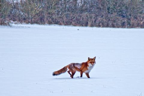 A fox, captured by Paul Hope on Salisbury Plains.