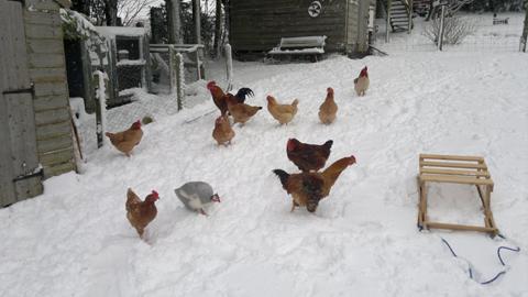 Some chickens in a snowy garden in Ebbesbourne Wake. Taken by Jeni Booth.