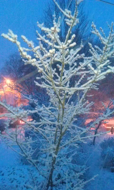 Waking up to a snowy scene on Castle Road in Salisbury. Taken by Leyanne Hind.