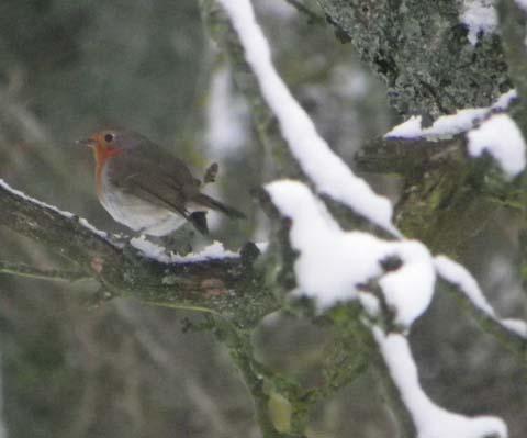 Bruno Clements captured this picture of a robin.