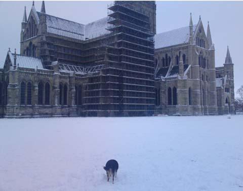 Dean Ross' dog Ellie enjoying the snow in front of the cathedral.