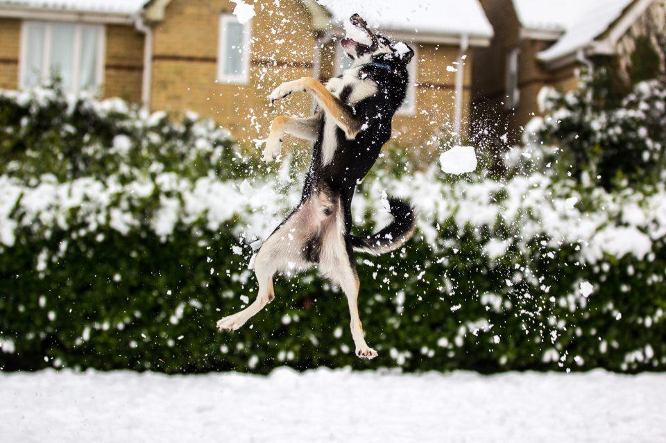 Chris Acton sent in this cracking action shot of his dog Bruno having a whale of a time catching snowballs.
