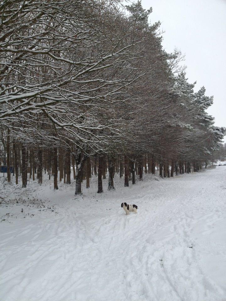 Mat Roose taking his dog for a walk in the snowy woods.