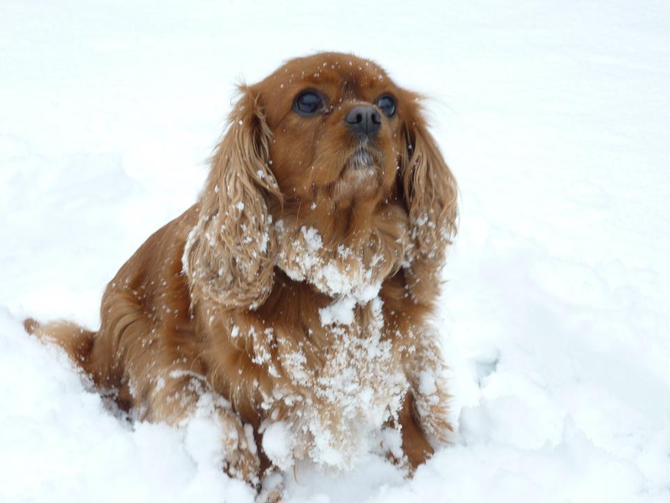 Eileen O'Connor's dog Suki in the snow.
