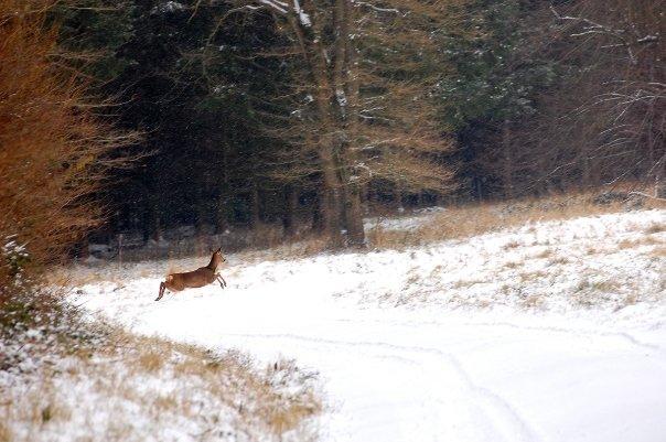 Andy Hill-Parker captured this great shot of a deer bounding across the road in woods near Amesbury.