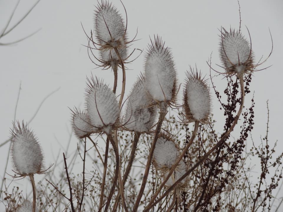 Norma Hallett took this picture of snowy teasels at Old Sarum.