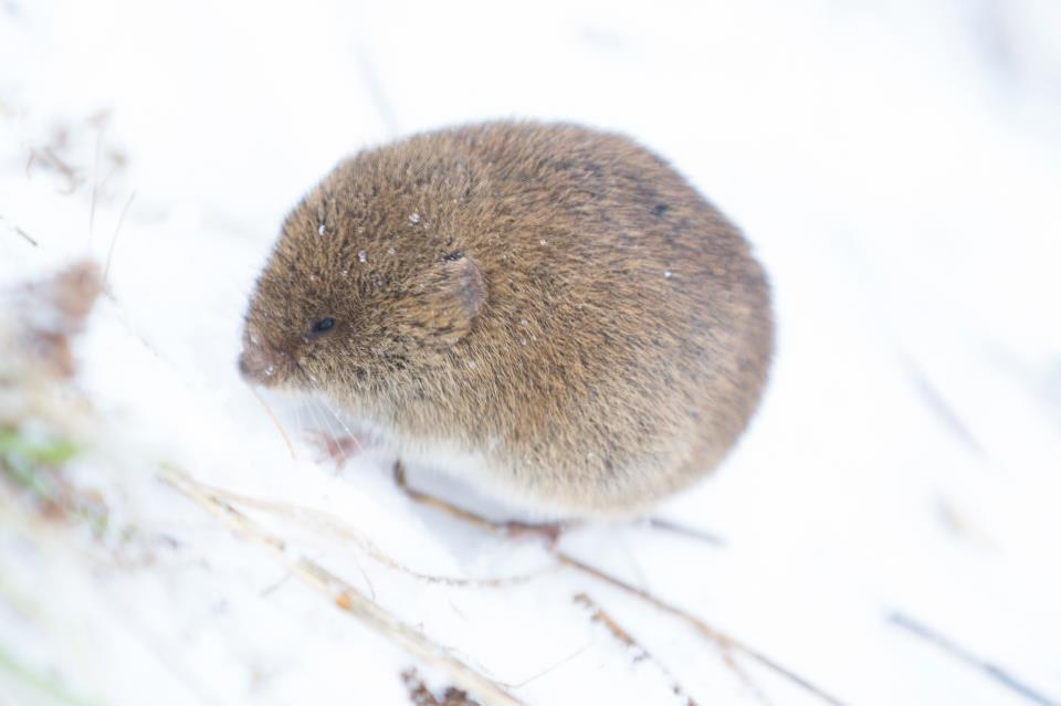 Chris Acton captured this super fluffy mouse trying to keep out the cold.