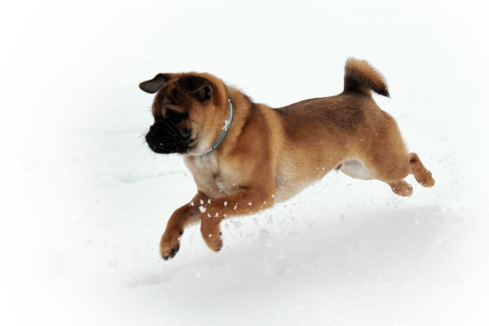 Steph Kirkman's puppy loved bounding through the snow.