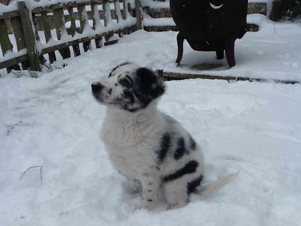 Denise Watson sent us this adorable picture of her puppy waiting patiently in the snow.