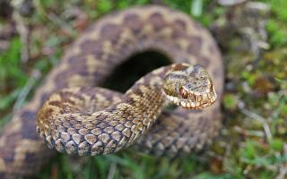 A female adder photographed on Thursley Common in Surrey in 2012.