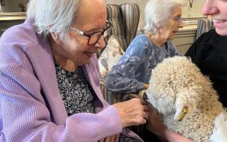 Adorable little lamb cheers up residents at Salisbury care home