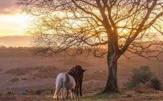 New Forest named second best rural staycation in Britain