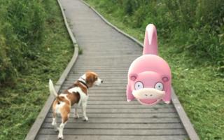 Conkers the beagle hard on the trail of yet another Pokémon...
