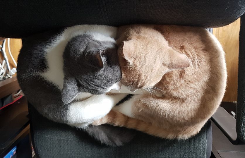 FEBRUARY - (Joint first place) Love between cats Alfie and Blu. By Katy Wrigley