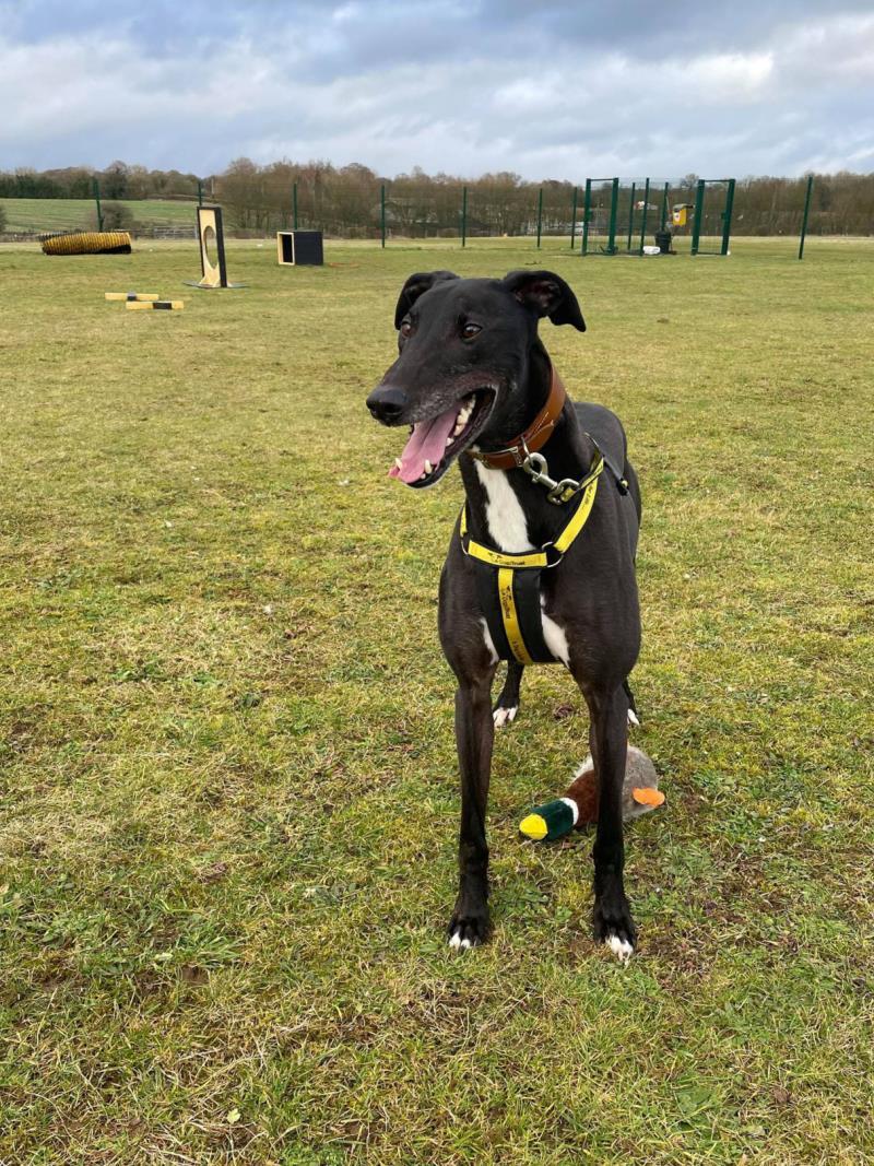 Dash who is looking for a new home at Dogs Trust Salisbury 