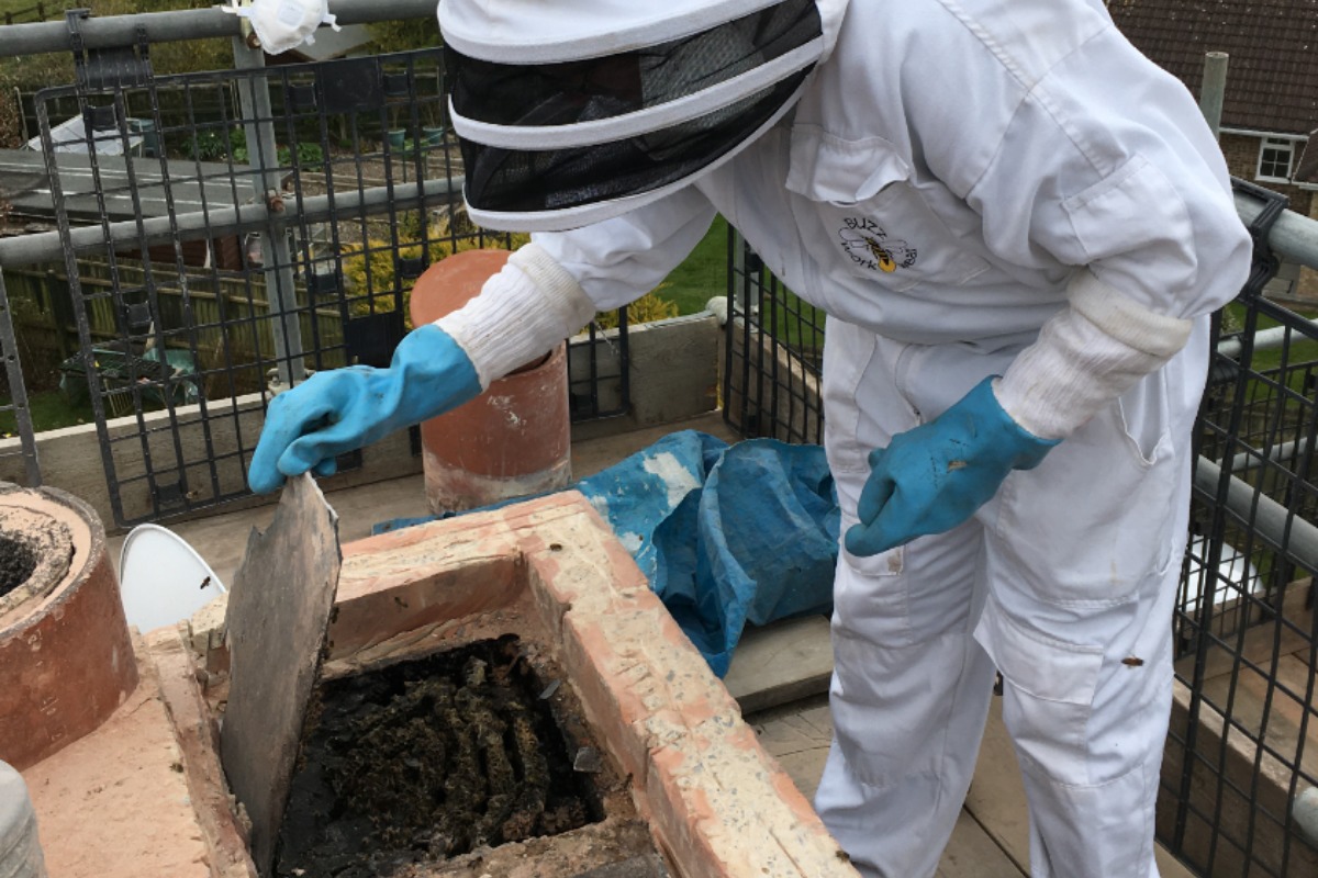 Aster Group supports rehoming of bees near Salisbury - Vimarsana News