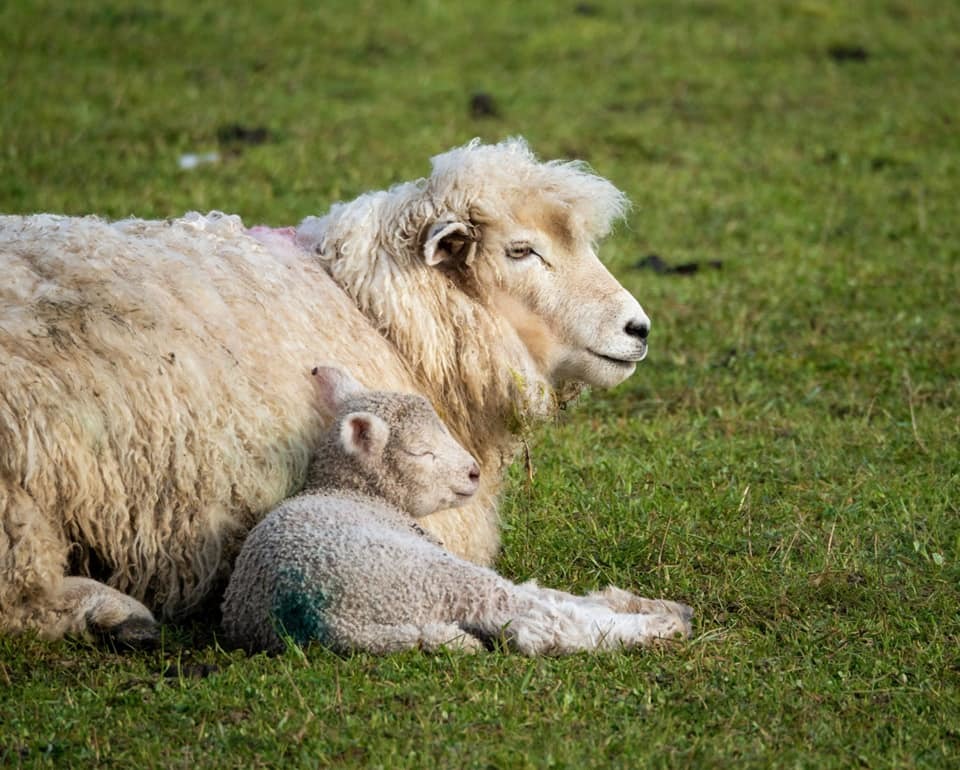 Second: Connection between a mum and newborn lamb By Emma Siddons