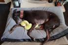 Have you seen this missing greyhound last seen in Bentley Wood?