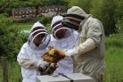 The Honey Bee Project