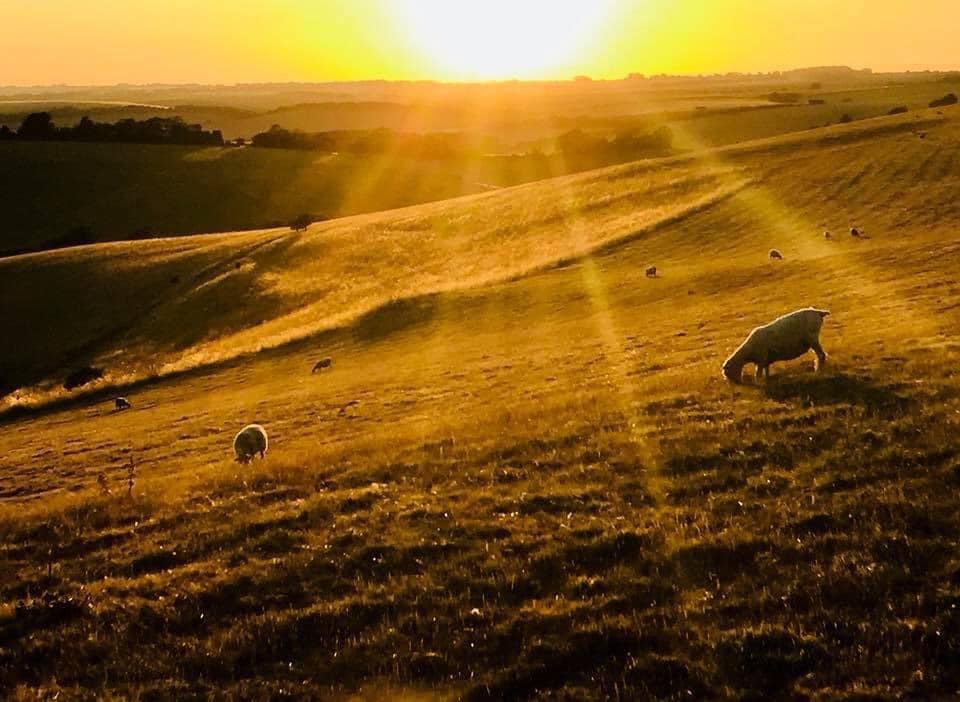First place: Sheep grazing near Bishopstone By Tim Madden