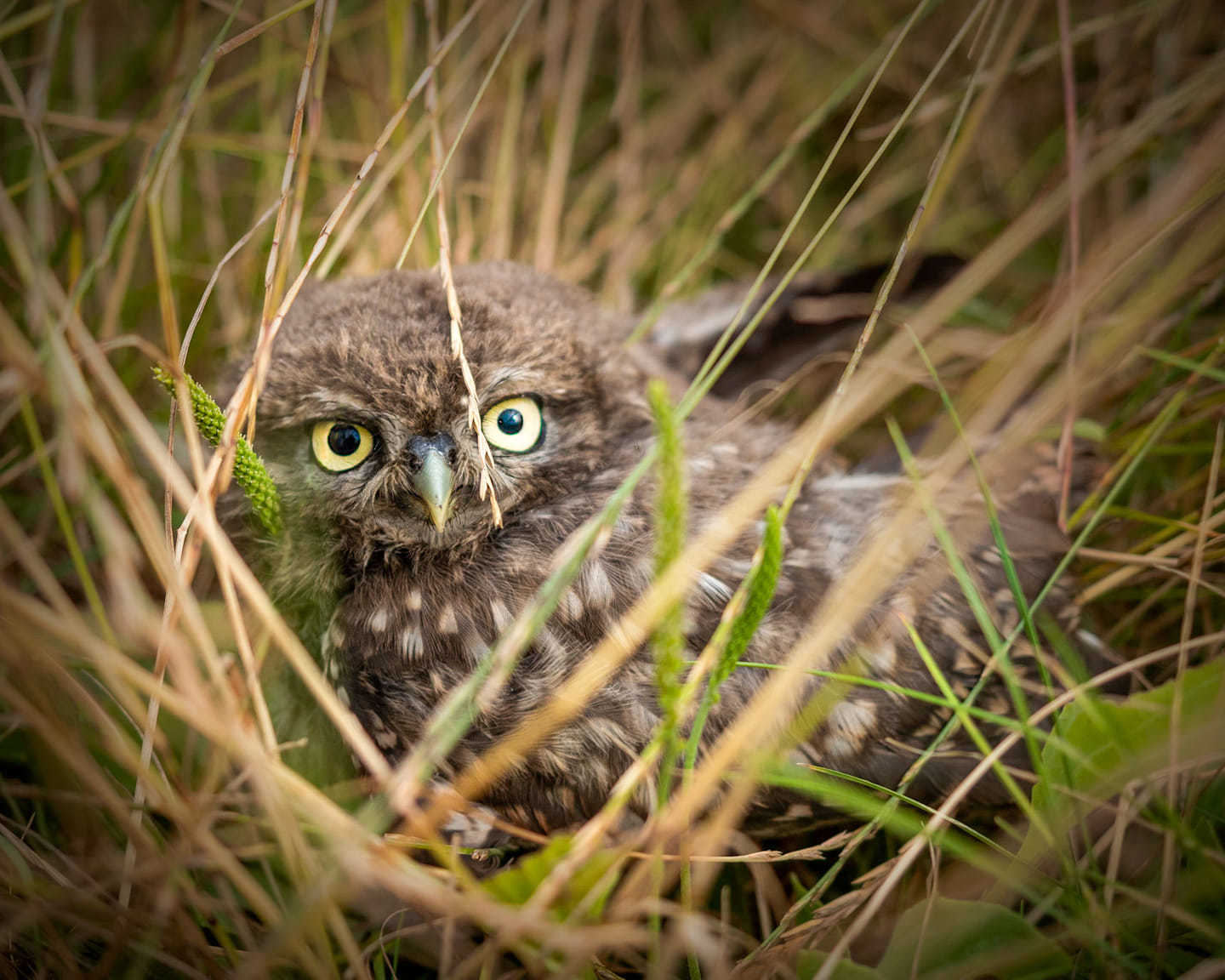 Third place: Little owl on the Laverstock Downs By Emma Siddons