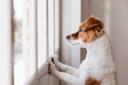 Pet owners warned that pets may face separation anxiety upon their return to work