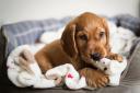 Scammers are cashing in on puppy purchases
