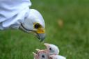 Images of puppet feeding taking place at Liberty's Owl, Raptor and Reptile Centre by Solent News & Photo Agency