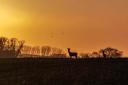 Glowing Sunset and deer - By Paul Harwood