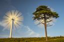 CHANGING FORESTS - Roberto Bueno WIND ENERGY AND TREES ALLIED AGAINST CLIMATE CHANGE.