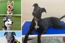 Four dogs looking for homes at Dogs Trust Salisbury