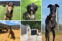 Dogs Trust say these five dogs need a loving home
