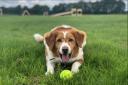 Charlie, a Collie (Border) cross at Dogs Trust Salisbury