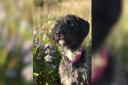 Pickle the dog who may have ingested cannabis