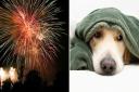 Fireworks impact pets