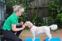 Claire Johnston is a pet physiotherapist