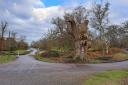 The 600-year-old King Oak in the New Forest has been spared the axe, despite being declared dead