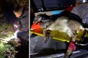 Deer rescued by wildlife hospital after crash on A338