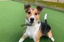 Adorable Jack Russell looking for a forever home after nearly a year at shelter