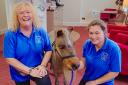 Mr Kelloggs the tiny therapy horse visits care home residents